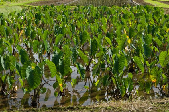 Taro Plants