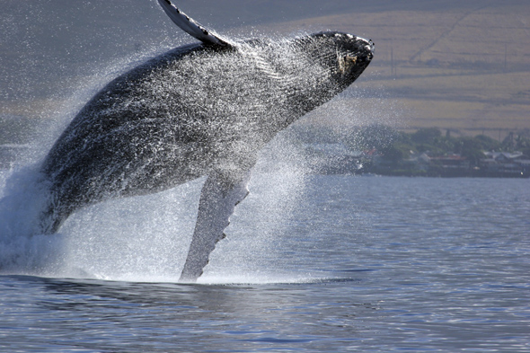 humpback whale