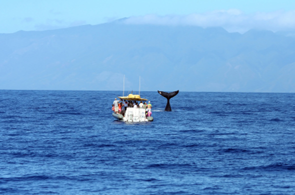 whale watching in hawaii