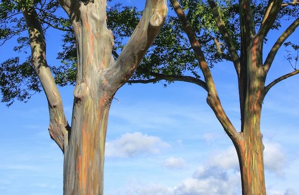 The Rainbow Tree | Eucalyptus Tree Hawaii