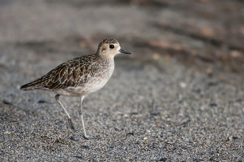 7.14-kolea Kolea Bird