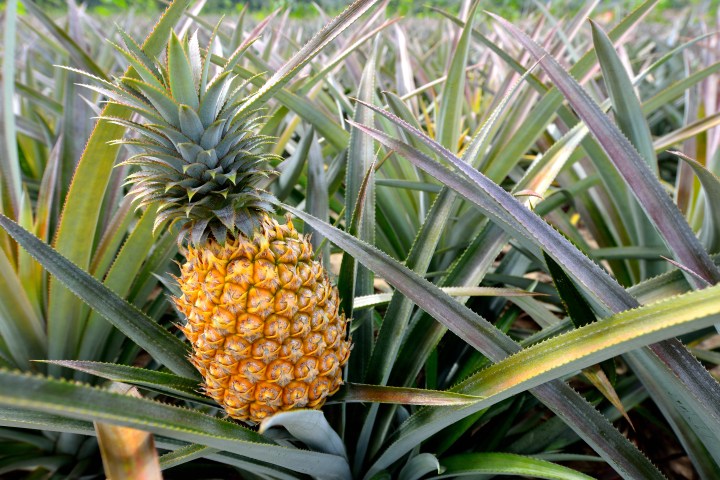 Dole Plantation Pineapple Field