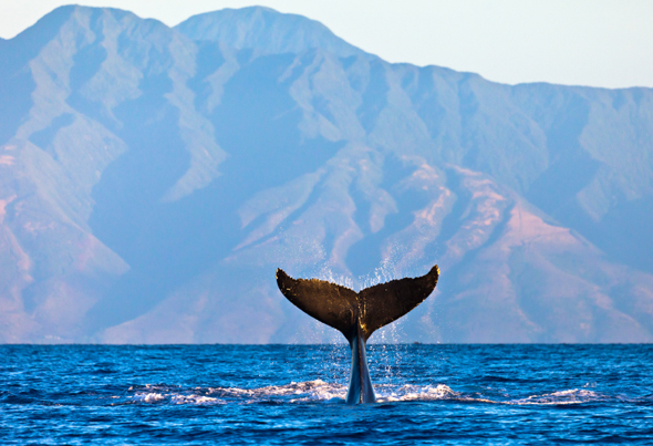 Heart Tail Whale Tail above the Water