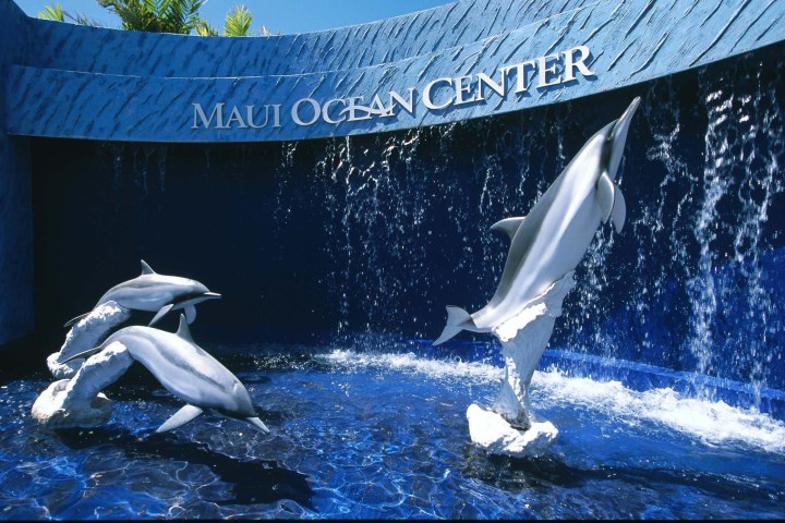 a dolphin jumping out of the water